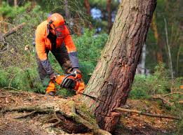 How Our Tree Care Process Works  in Amesti, CA